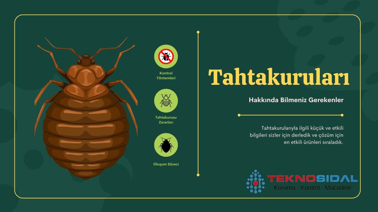 Tahtakuruları: Bilmeniz Gerekenler