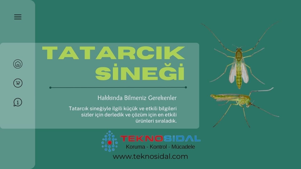 Tatarcık Sineği Hakkında Bilmeniz Gerekenler